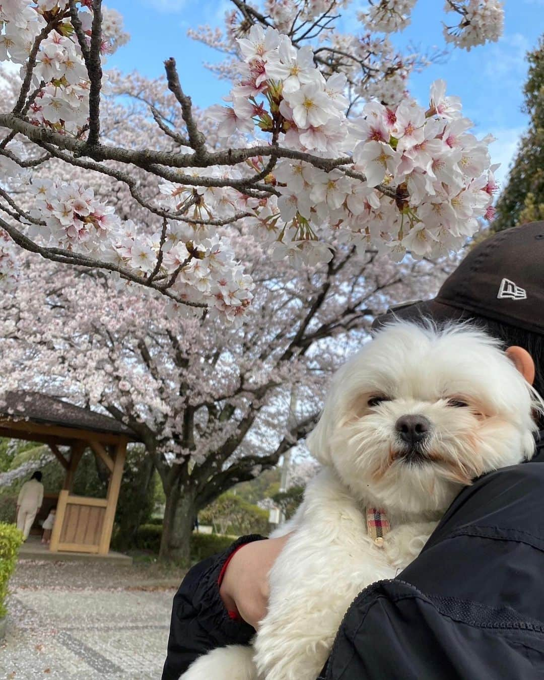 黒田莉来さんのインスタグラム写真 - (黒田莉来Instagram)「ばぶ桜ver🌸家族でお花見♩  ぽかぽか温かいお天気でお顔がとろけちゃってる🫠🫠」4月4日 20時21分 - kuroda_tomatochan