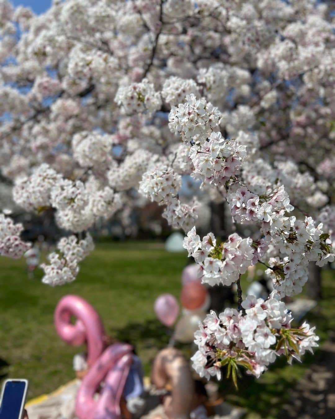 正中雅子さんのインスタグラム写真 - (正中雅子Instagram)「🌸🌸🌸  ついつい撮っちゃう🤳  薄いピンクに春の水色の空の色合いが綺麗で この時期は車でいつもの道を通ってるだけで幸せな気持ちになる☺️🌸  #桜 #cherryblossom」4月4日 21時09分 - masacoshonaka