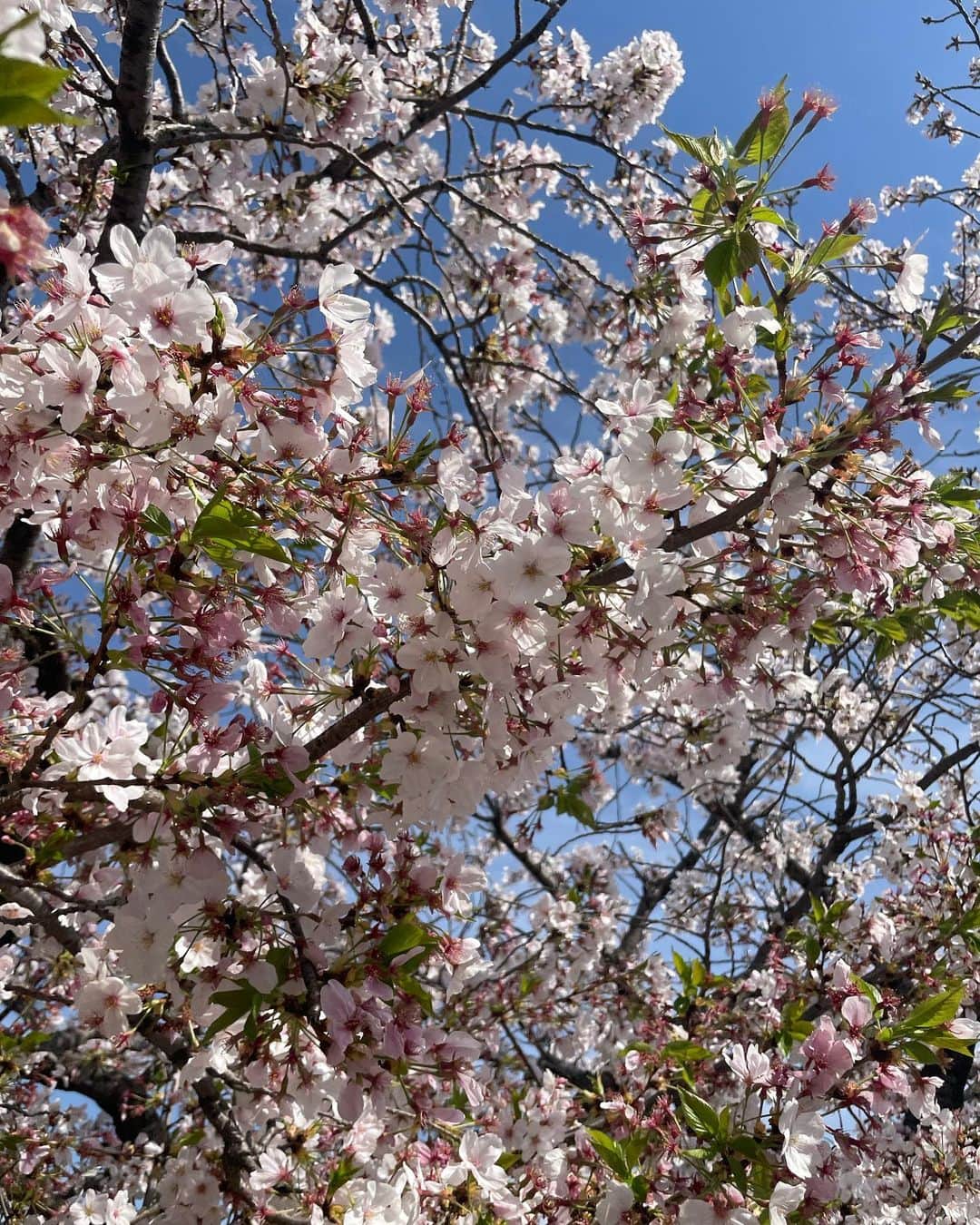 正中雅子さんのインスタグラム写真 - (正中雅子Instagram)「🌸🌸🌸  ついつい撮っちゃう🤳  薄いピンクに春の水色の空の色合いが綺麗で この時期は車でいつもの道を通ってるだけで幸せな気持ちになる☺️🌸  #桜 #cherryblossom」4月4日 21時09分 - masacoshonaka