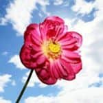 花の写真館のインスタグラム