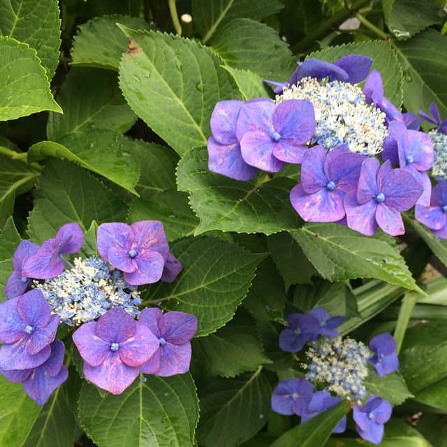紫彩乃のインスタグラム：「紫陽花の花が綺麗に咲いています。もうそんな季節ですね。」