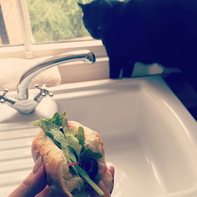 MEGのインスタグラム：「おはよー りうさん #blackcat」
