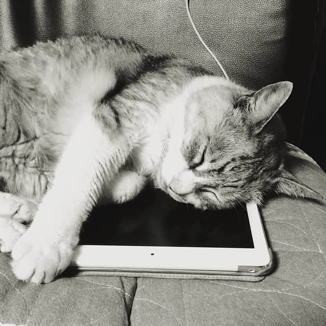 のインスタグラム：「✭ ドラ吉さん… iPadは枕ではないのですよ · · #イマドラ #ドラ吉さん ·」