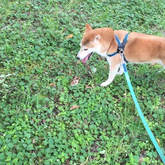 眞鍋かをりのインスタグラム：「#暑い#夏バテ#柴犬」