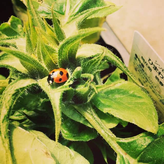 高岡早紀 さんのインスタグラム写真 - (高岡早紀 Instagram)「見つけたよ、てんとう虫。 ひまわりの葉っぱの上に… もうすぐ夏だね。。。 #ladybug#sunflower#summer#ひまわり#てんとう虫#夏」5月24日 20時44分 - saki_takaoka