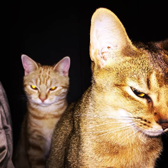 徳井義実さんのインスタグラム写真 - (徳井義実Instagram)「#猫 #アビシニアン #アメリカンショートヘア #極道猫」5月26日 12時12分 - tokui_yoshimi