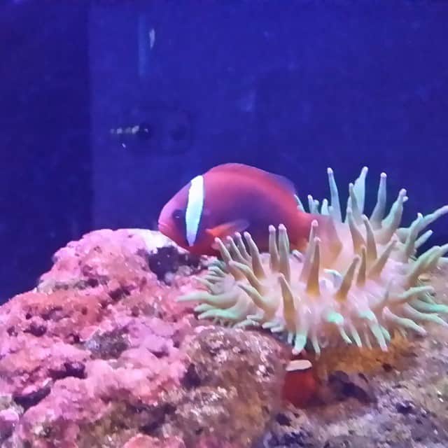 長野智子さんのインスタグラム写真 - (長野智子Instagram)「#クマノミ #いそぎんちゃく #clownfish #seaanemone #lovely #aquarium #tokyoskytree」5月26日 15時38分 - naganotomoko