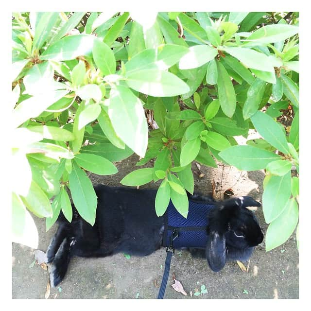 Shota Tsukamotoさんのインスタグラム写真 - (Shota TsukamotoInstagram)「#🌿🐰🌿」5月27日 1時27分 - enidtherabbit