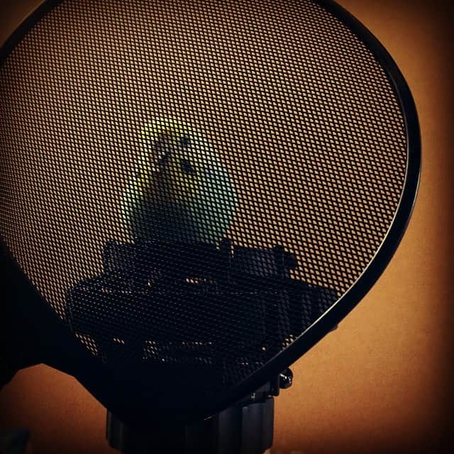 ろんのインスタグラム：「向こう側で歌う  #bird #inko」