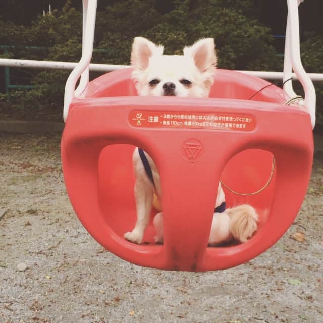のインスタグラム：「ぶ〜ら、ぶ〜ら🍃」