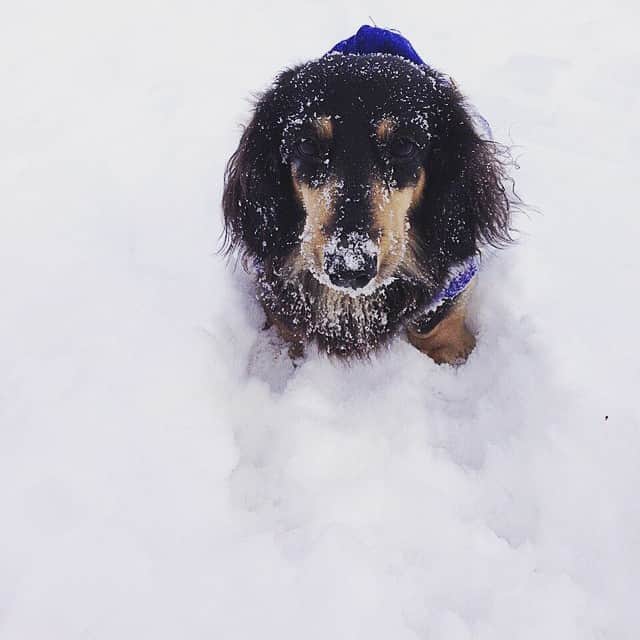 小玉ゆういのインスタグラム：「雪まみれ。  #japan #hokkaido #love #dog #dachshund #snow #winter」