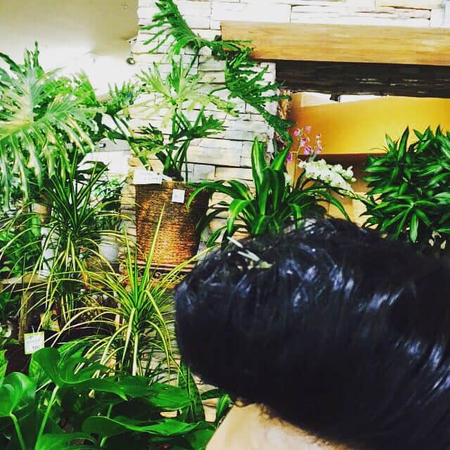大島優子さんのインスタグラム写真 - (大島優子Instagram)「緑っていいよね〜 観葉植物に手を出してみようかな でも何がいいだろ  #観葉植物 #green」6月3日 9時59分 - yuk00shima