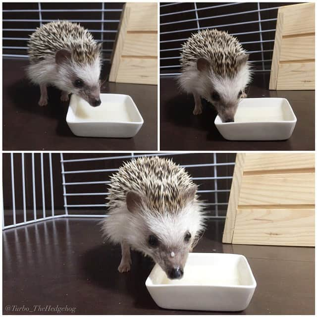 ターボのインスタグラム：「Jun. 4 2015 "Oooh.... Milk! ... nom nom nom.... oops, milk mustache! Haha." ミルク♥︎大好きなミルク 最喜歡的牛奶！ya~」