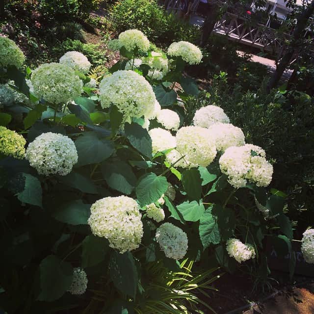 笛木優子のインスタグラム：「紫陽花がキレイです。。。😁👍」