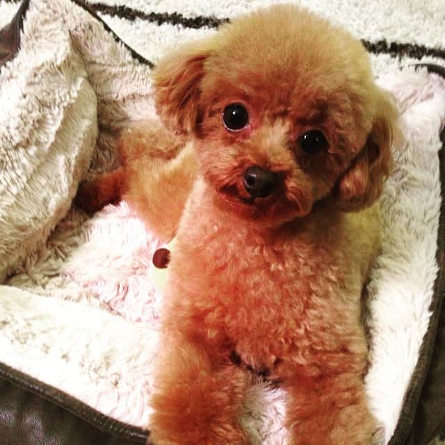 田中ハルのインスタグラム：「散髪してスッキリ。#toypoodle#トイプードル#dog#犬#散髪#トリミング#Grooming」