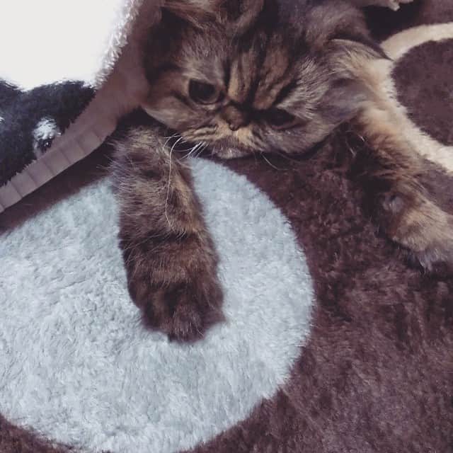 ♡マム♡のインスタグラム：「. . Today's yoda♡ . …It's cold☁☔🌀 . . Mommy…?？? come to pick soon!!!!😿💦 . . (Grandma shooting👵✨📷) . . ヨコた～ん♡ すぐ迎えにいくからね♡ . .」
