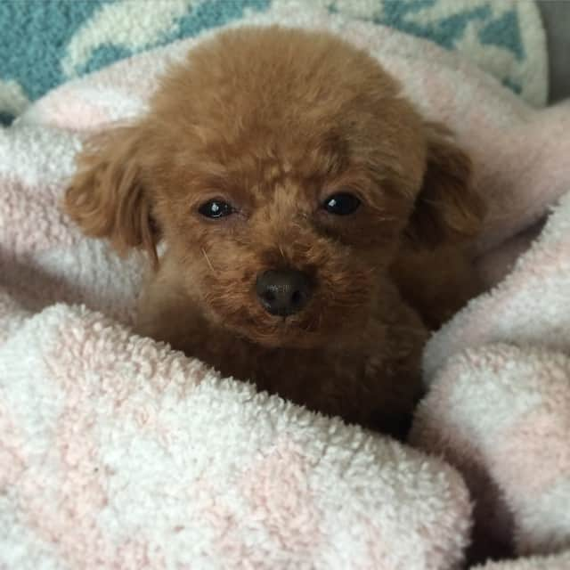 田中ハルのインスタグラム：「もう少し寝ていたい…#toypoodle#dog#トイプードル#犬#Goodmorning#おはよう」