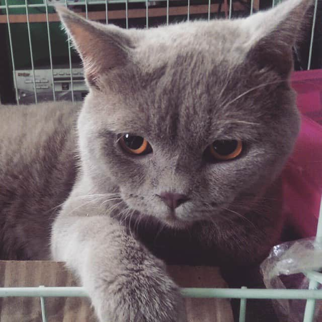 Mino & Ivanさんのインスタグラム写真 - (Mino & IvanInstagram)「I need food! I'm too hungry. 🙀」6月9日 22時15分 - mino.ivan