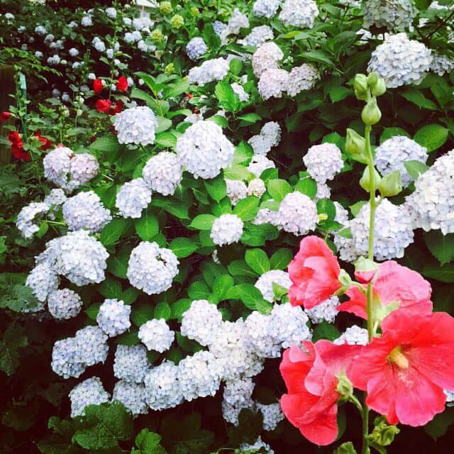 大島優子さんのインスタグラム写真 - (大島優子Instagram)「Blooming flower...I love watching it,it's so soothing. 梅雨に生まれる紫陽花。 地味な存在だけど、手前のお花と、奥のお花の間のコントラストで、際立つ  #紫陽花 #アジサイ #梅雨」6月9日 23時56分 - yuk00shima