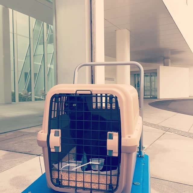 MEGのインスタグラム：「しばしの個人戦 #りうさん #blackcat」