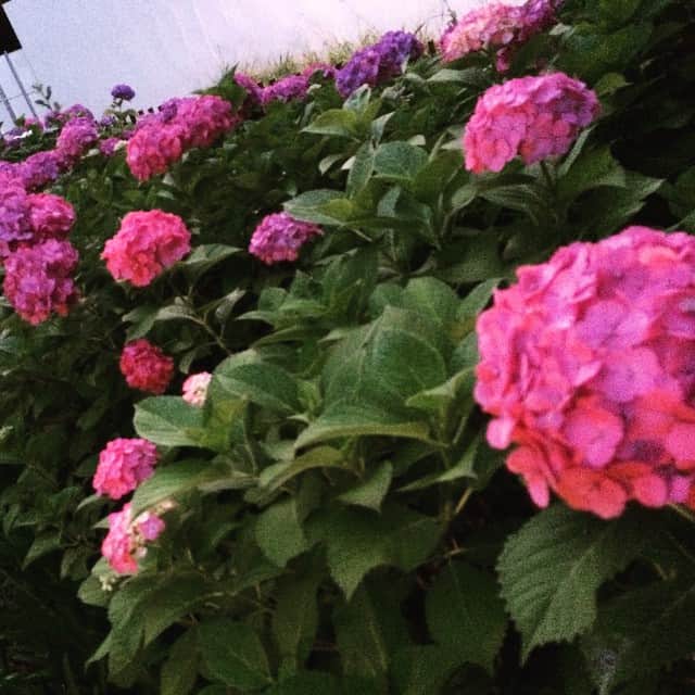 笛木優子のインスタグラム：「PINK！💗💕💖」