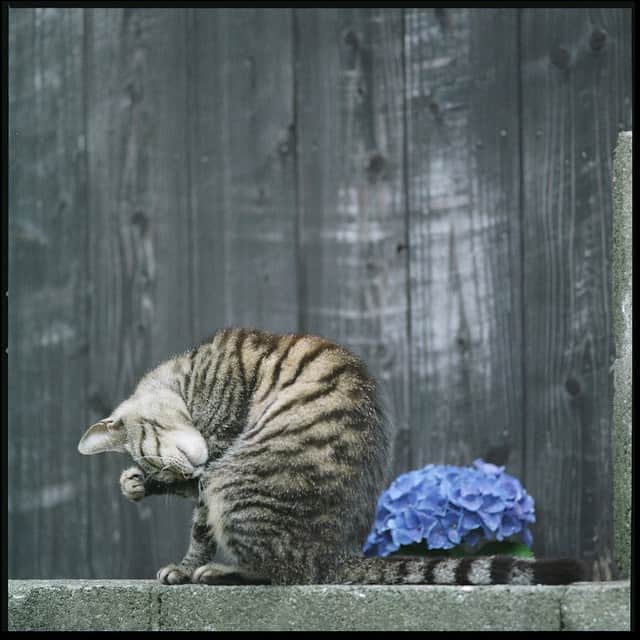 のインスタグラム：「✭ なんだか愚痴っぽくなってしまったので #トラ猫祭 に参加させてもらってリフレッシュw · · ◍·· HASSELBLAD 500C/M ◍·· CarlZeiss Sonnar C250/5.6 nonT* ◍·· FUJI PRO400 ·」