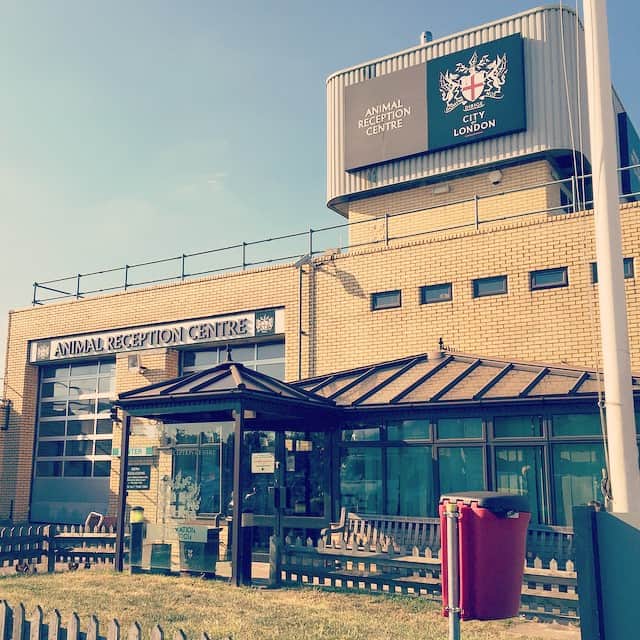 MEGのインスタグラム：「ヒースローに着いて２時間半、なかなか会えないでいる #りうさん #間接的にカリカリだけ手渡した...。」