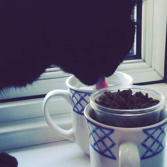 MEGのインスタグラム：「猫がひたすら水をのむ動画 #blackcat #無限ループ」