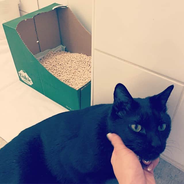 MEGのインスタグラム：「できた🔨 #ホテル式簡易猫トイレ」