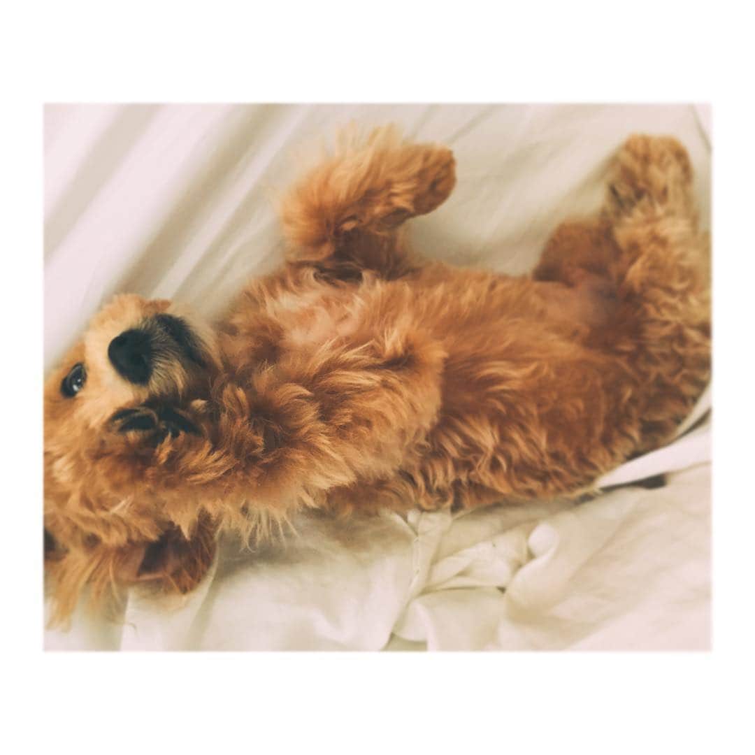 玄里さんのインスタグラム写真 - (玄里Instagram)「ただいま♡ You are the sweetest puppy in the universe 🌍🐶🌍 #もも日記」7月11日 11時44分 - hyunri__official