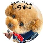 しらす先輩