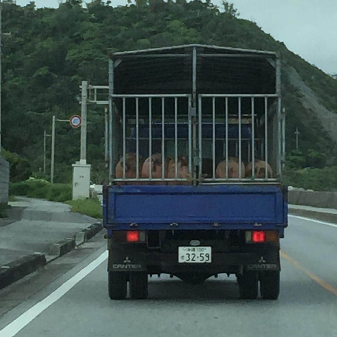 仲本　新さんのインスタグラム写真 - (仲本　新Instagram)「可愛い！前向いて並んでる豚！」7月8日 11時33分 - aratanakamoto