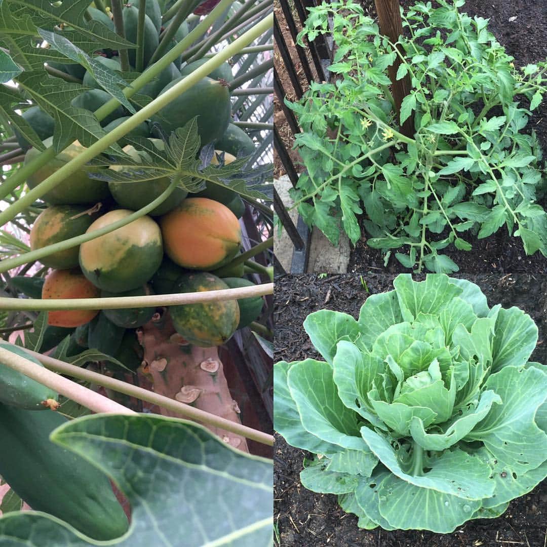 デニス・ミラーニさんのインスタグラム写真 - (デニス・ミラーニInstagram)「You guys have no idea how exciting this is to see. This year I've been getting a ton of #papayas! My #tomatoes are doing great and the #cabbage is looking absolutely #beautiful!  I honestly think that there is nothing better then going into the #garden and grabbing some fresh #fruits and #vegetables!😋」7月8日 6時54分 - denisemilaniofficial