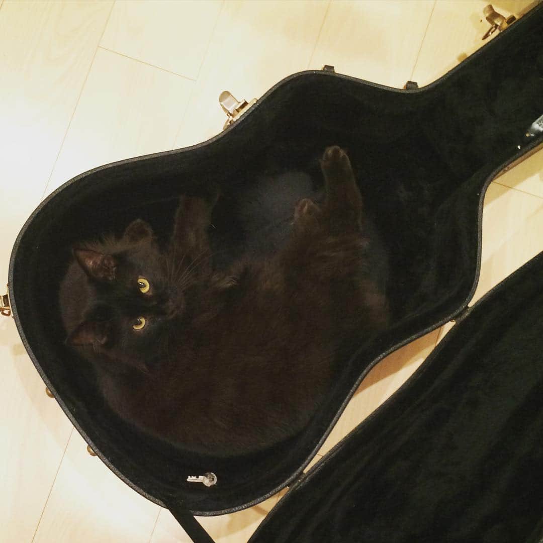 月に吠える。さんのインスタグラム写真 - (月に吠える。Instagram)「ギターケース取られた #guiter #cat #黒猫」7月8日 18時32分 - tsukinihoeru.6960.naoomori