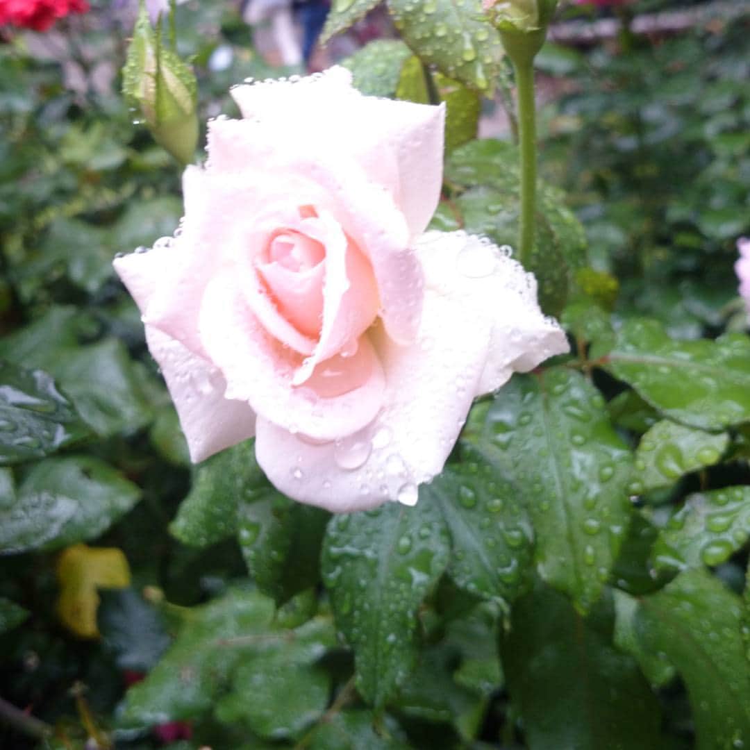 花井美理さんのインスタグラム写真 - (花井美理Instagram)「It is rain every day . #rain  #rose」7月9日 23時00分 - miri_hanai