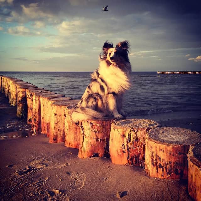 ビアンカ・シュミットのインスタグラム：「Erholung an der Ostsee..... #ostsee#usedom#camping#sheltie#maybe#urlaub#bestpicture」
