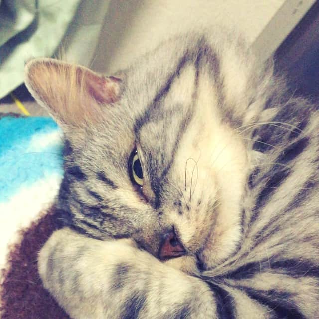 奥山レイカのインスタグラム：「睡眠妨害してみた」