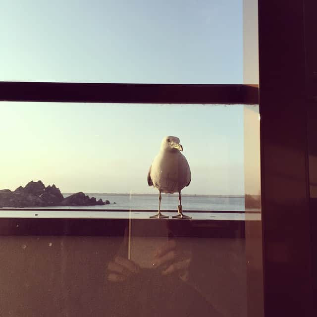 高岡早紀 さんのインスタグラム写真 - (高岡早紀 Instagram)「海猫に覗かれてる…」6月21日 18時16分 - saki_takaoka