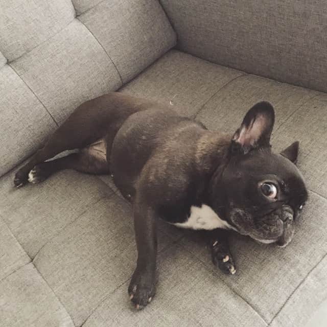 Yokoのインスタグラム：「A pro at giving side-eye」