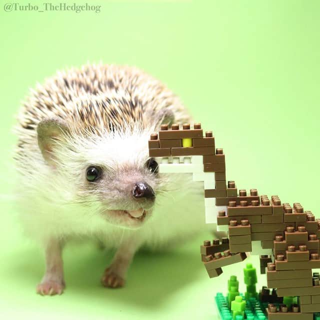 ターボのインスタグラム：「Jun. 25 2015 "Hello my lovely friends! Have you seen Jurassic World yet? I love dinosaurs! Hehe." #turbo_thehedgehog」