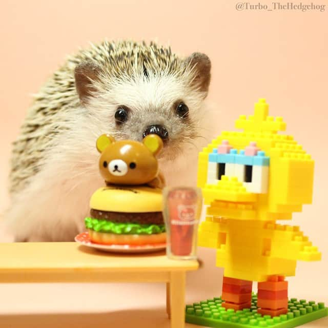 ターボのインスタグラム：「Jun. 30 2015 "Having a big yummy hamburger and soda with my buddy Big Bird. Nom, Nom Nom! It's so big it's covering my face!" #turbo_thehedgehog」