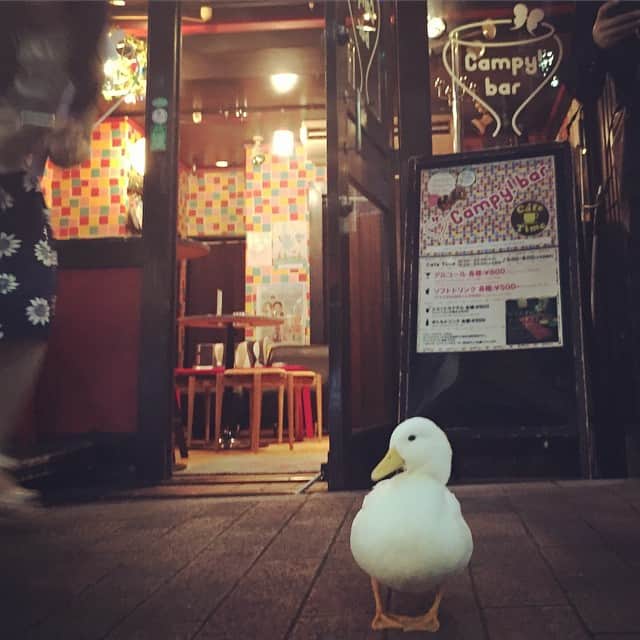 ブルボンヌのインスタグラム：「なぜお店の前に。グワッグワッ」