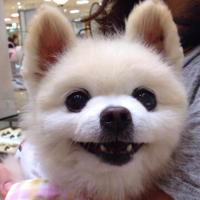 俊介君のインスタグラム：「teeth」