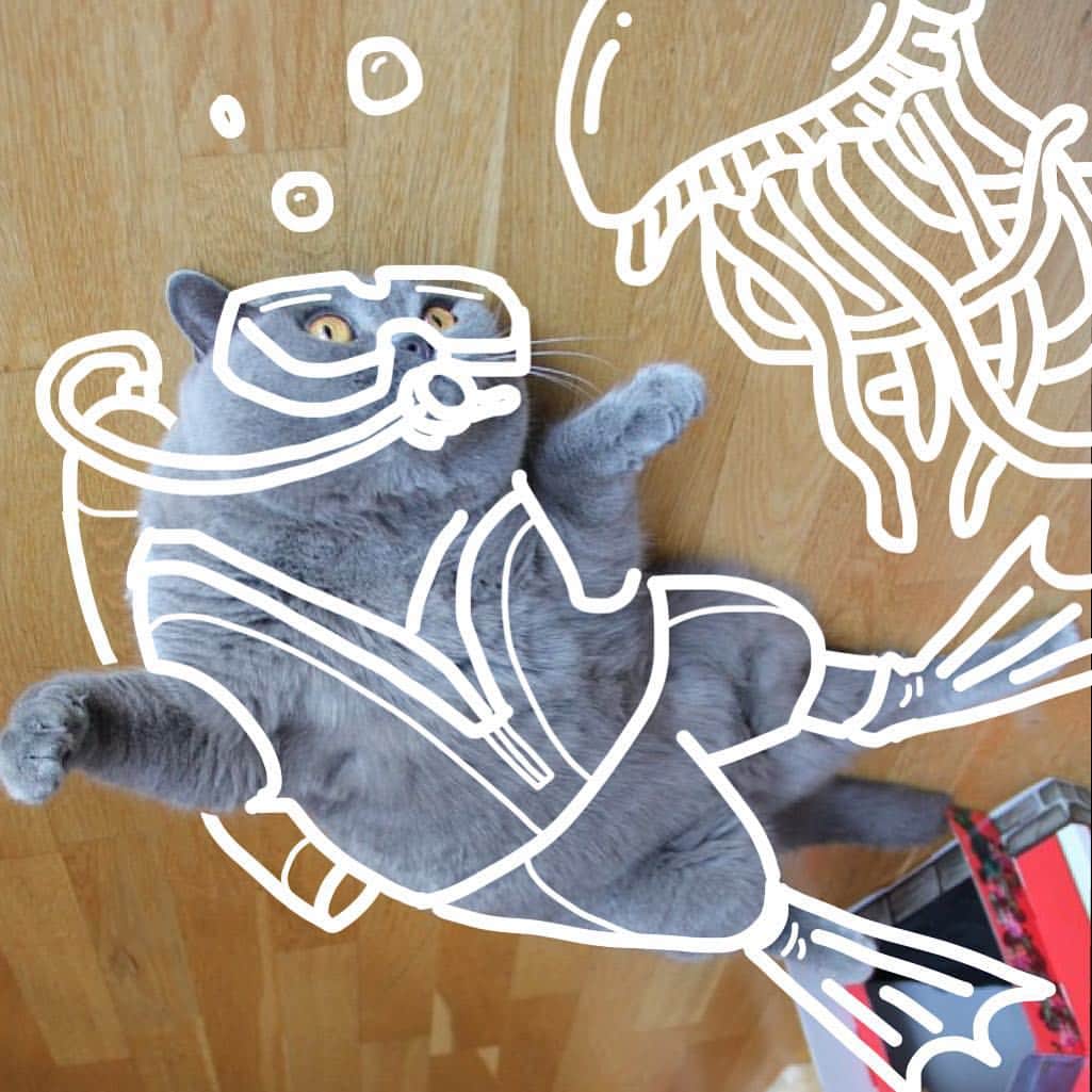 のインスタグラム：「Scuuuuba cat, scuba cat, does whatever a scuba cat does. #cat #jellyfish #explore」