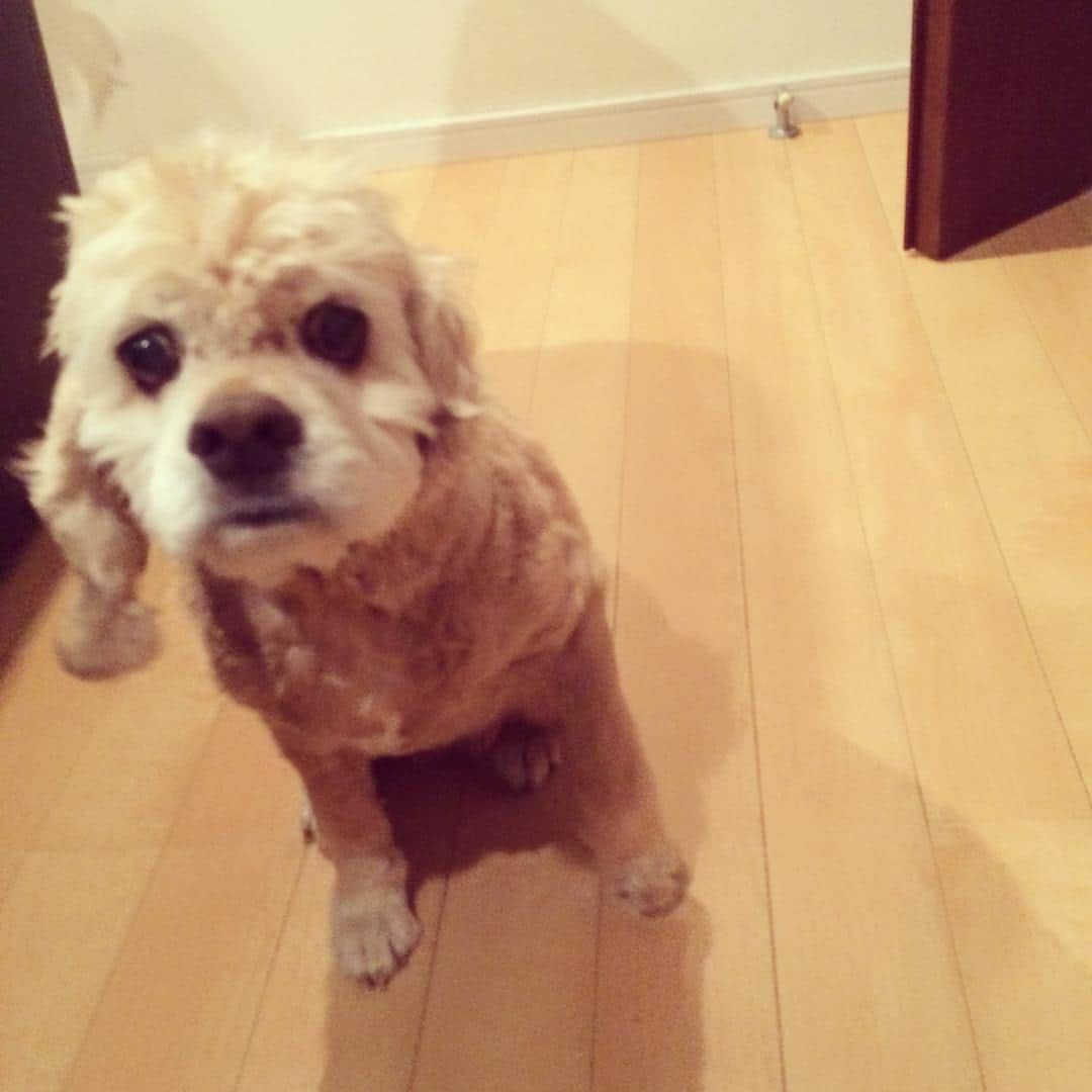 笛木優子のインスタグラム：「ひさびさ むりさん。  みなさん、おやすみなさいワン🐶🐶😘🌟」
