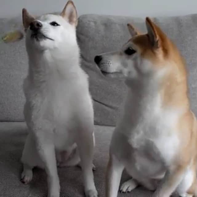 さくぽて（高垣麗子）のインスタグラム：「犬じゃらし。  #sakupote #さくぽて #さくら #ぽてこ #sakura #poteko #柴犬 #しばいぬ #shiba #inu #shibainu #犬 #dog #豆柴 #love #happy #cute」