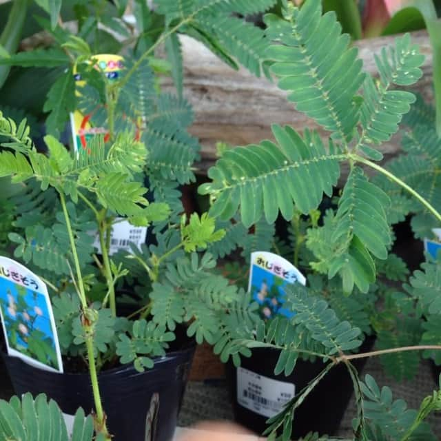 Rachel & Junのインスタグラム：「おじぎそう(¥98) Bow plant  Found this while Gardening the balcony.」