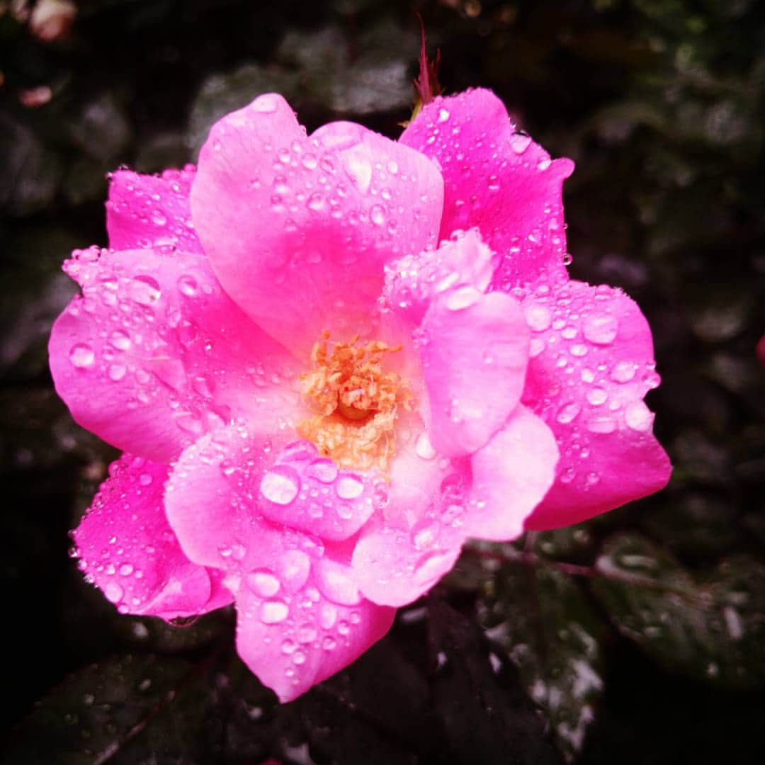花井美理さんのインスタグラム写真 - (花井美理Instagram)「#rain #flower #雨」7月5日 23時32分 - miri_hanai