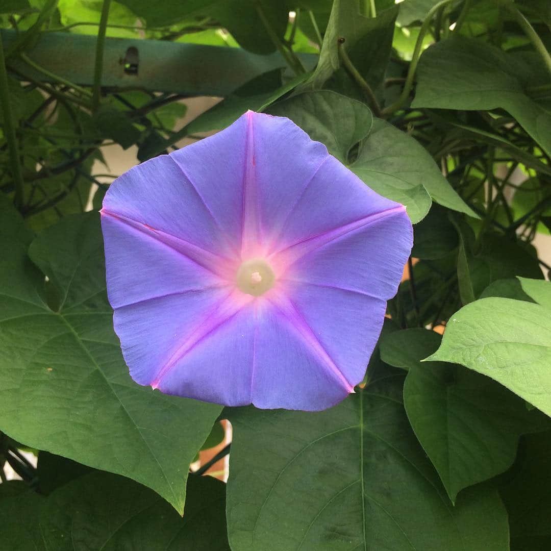 紫彩乃のインスタグラム：「朝顔。東京都内で、見つけました。夏ですね。」