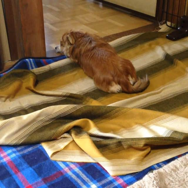 和泉テルミのインスタグラム：「#くま #愛犬 #無視芸 #パート2 #ご飯にも引っかからない #賢いやんけー #お出かけ大好き #まだまだ甘いな . 私「くまー」⇒(-_-)無視 . 私「ごはん！」⇒(-_-)無視 . 私「(￣◇￣;)。。。。(お出掛け)行く？」⇒(゜ω゜)くわっ！！！！」